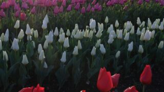 【記者の現場ノート】ジェンキンスさんが語った「人生の最終章」|佐渡島で触れた拉致問題の深層と家族の絆