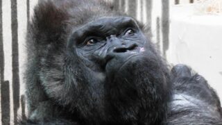 【組織の劣化】なぜ「働かない上司」が残るのか。記者が分析する、消去法で選ばれる幹部とAI時代の逆転劇